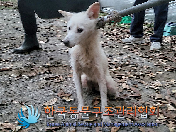 종료(안락사) 믹스…